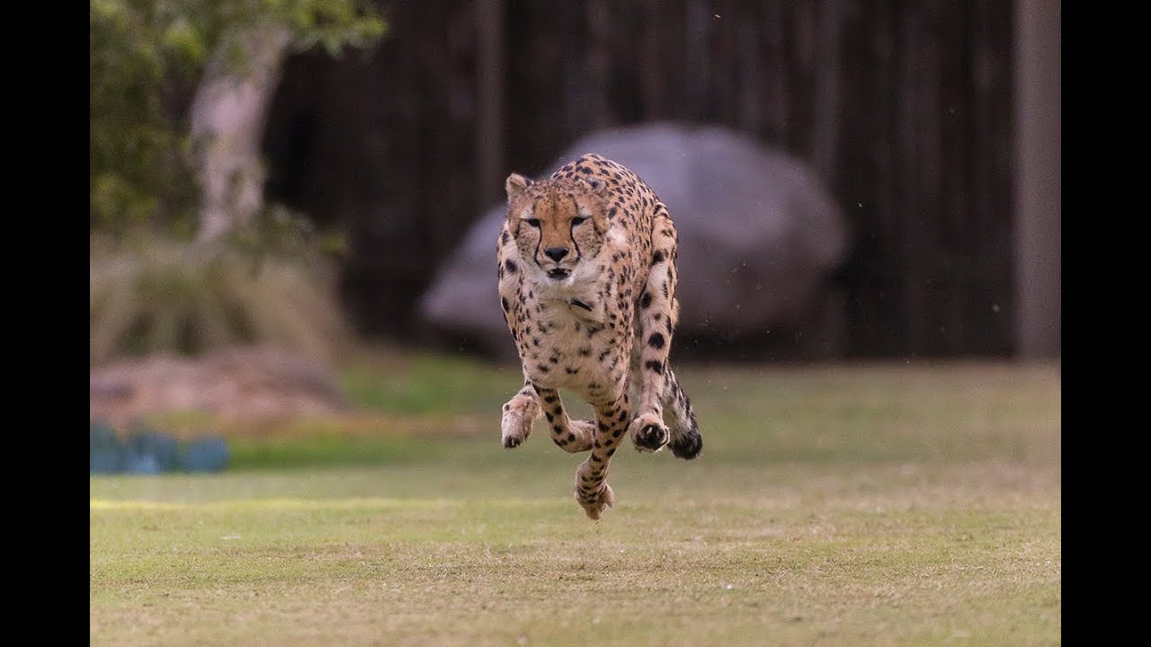 Cheetah & Puppy Pal Run Together