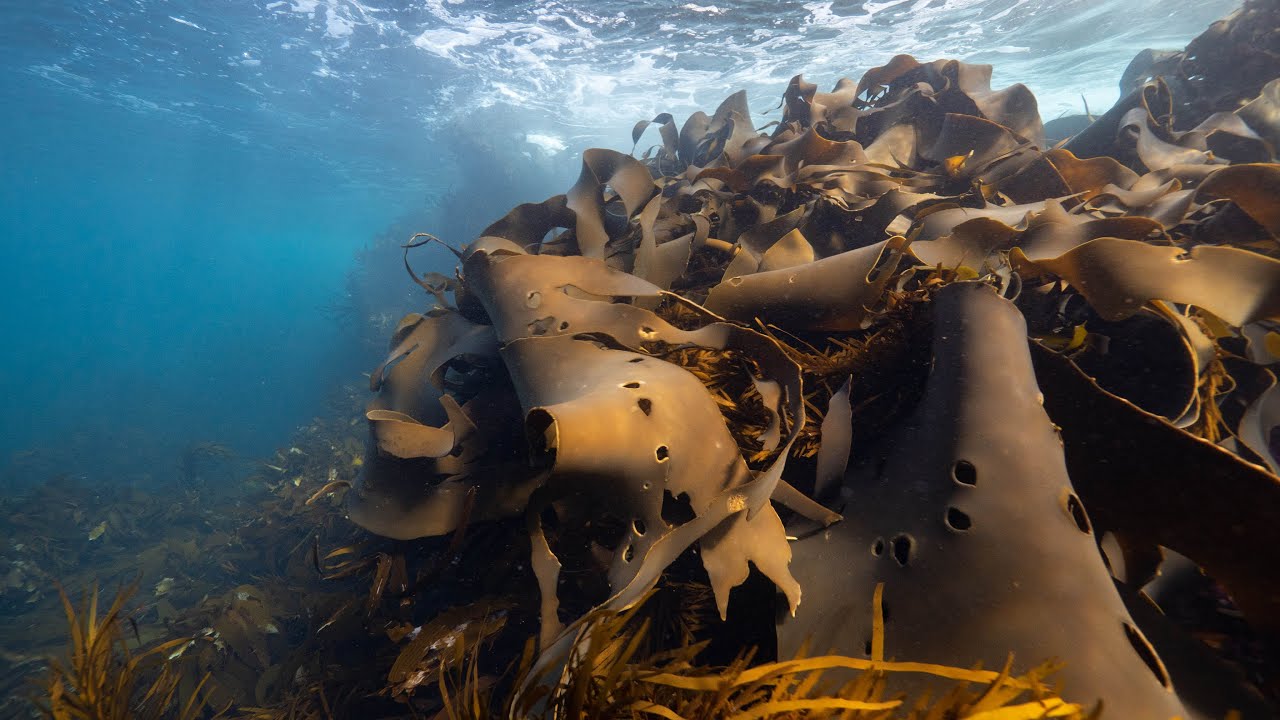 The Great Southern Reef: connecting southern Australia's coastal communities