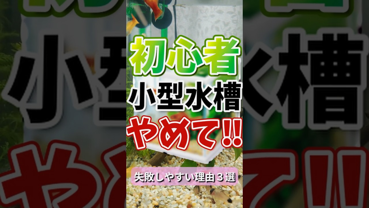 【よくある失敗】初心者に小型水槽をオススメしない理由3選 #初心者 #失敗 #水槽