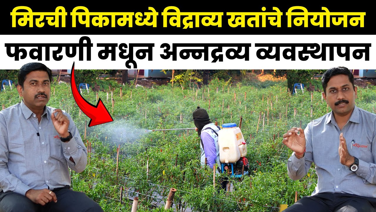 मिरची पिकामध्ये विद्राव्य खतांचे नियोजन आणि फवारणीच्या माध्यमातून अन्नद्रव्य व्यवस्थापन कसे करावे