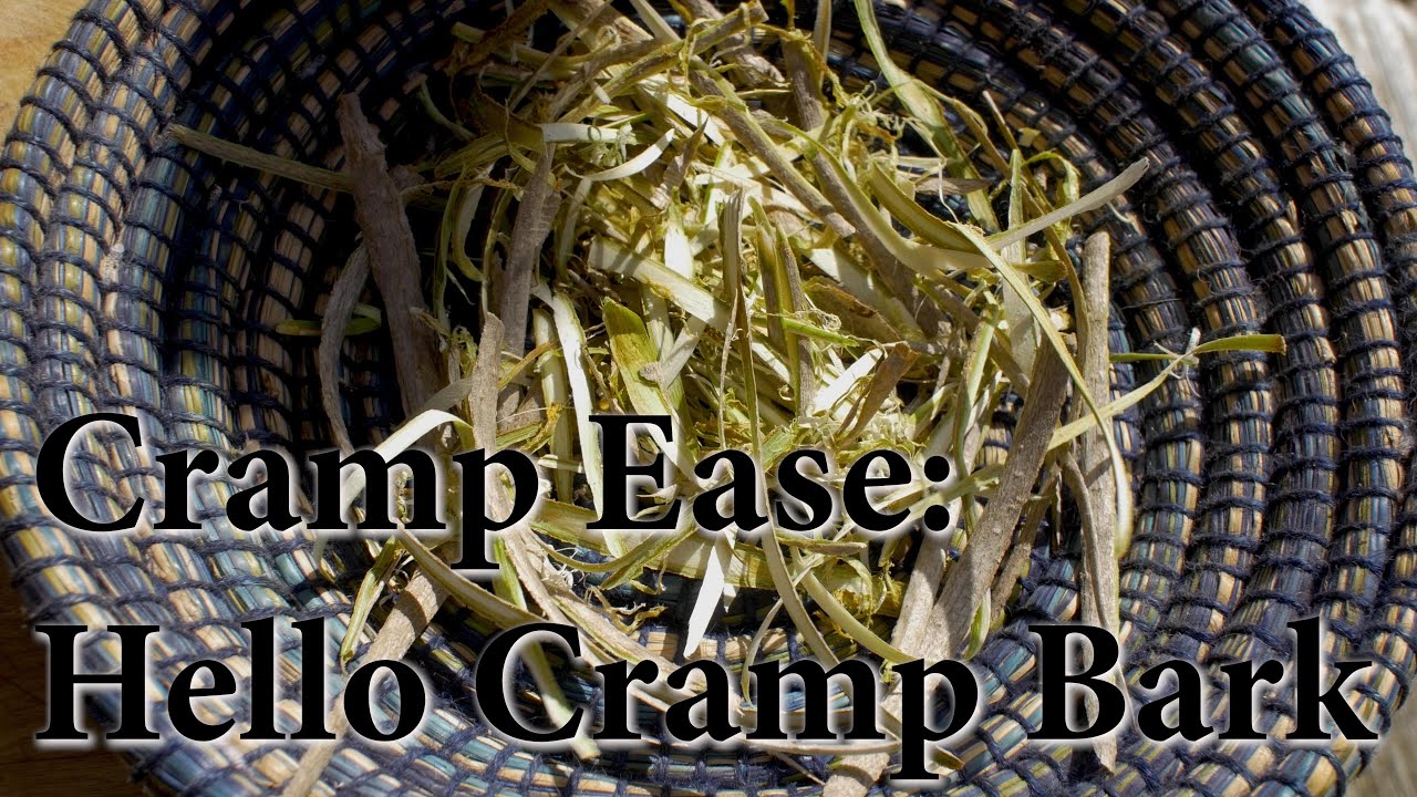 Облегчение Cramp Ease: Привет, кора Cramp Bark — научитесь собирать, готовить и использовать этот...