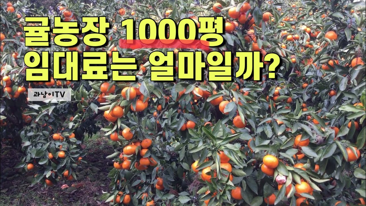 귤 밭 임대료는 얼마나 할까?