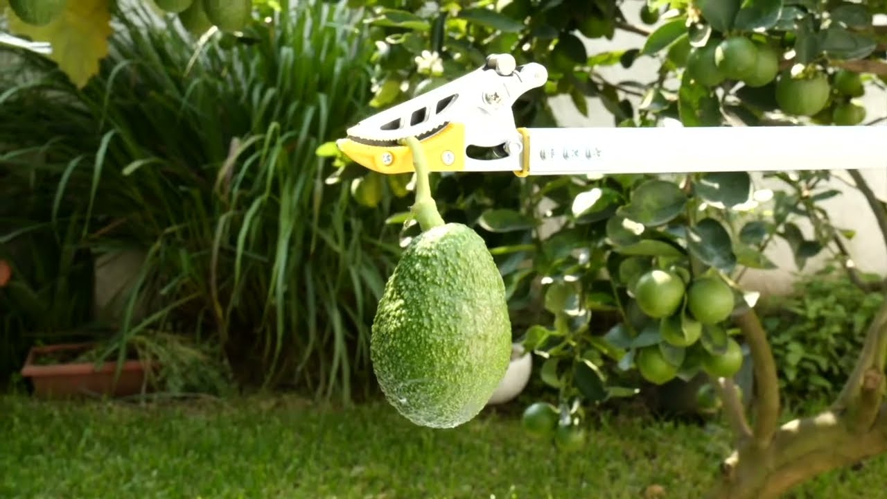TIJERAS COSECHADORAS  DE ALTURA  PARA AGUACATE  Y OTROS FRUTALES