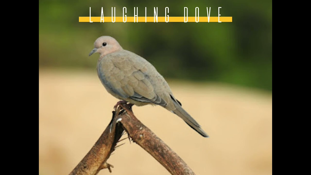 bird watching... June 2022