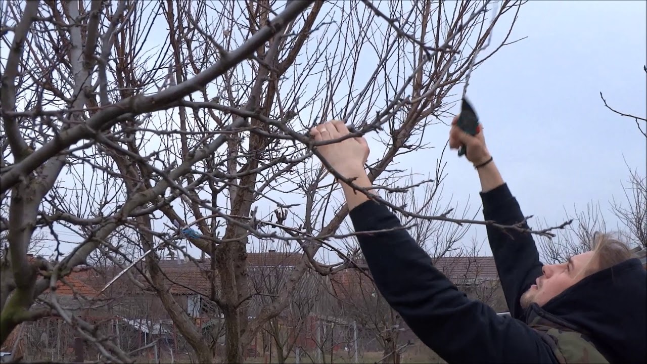 Tăieri (curățare) prun soiul Stanley