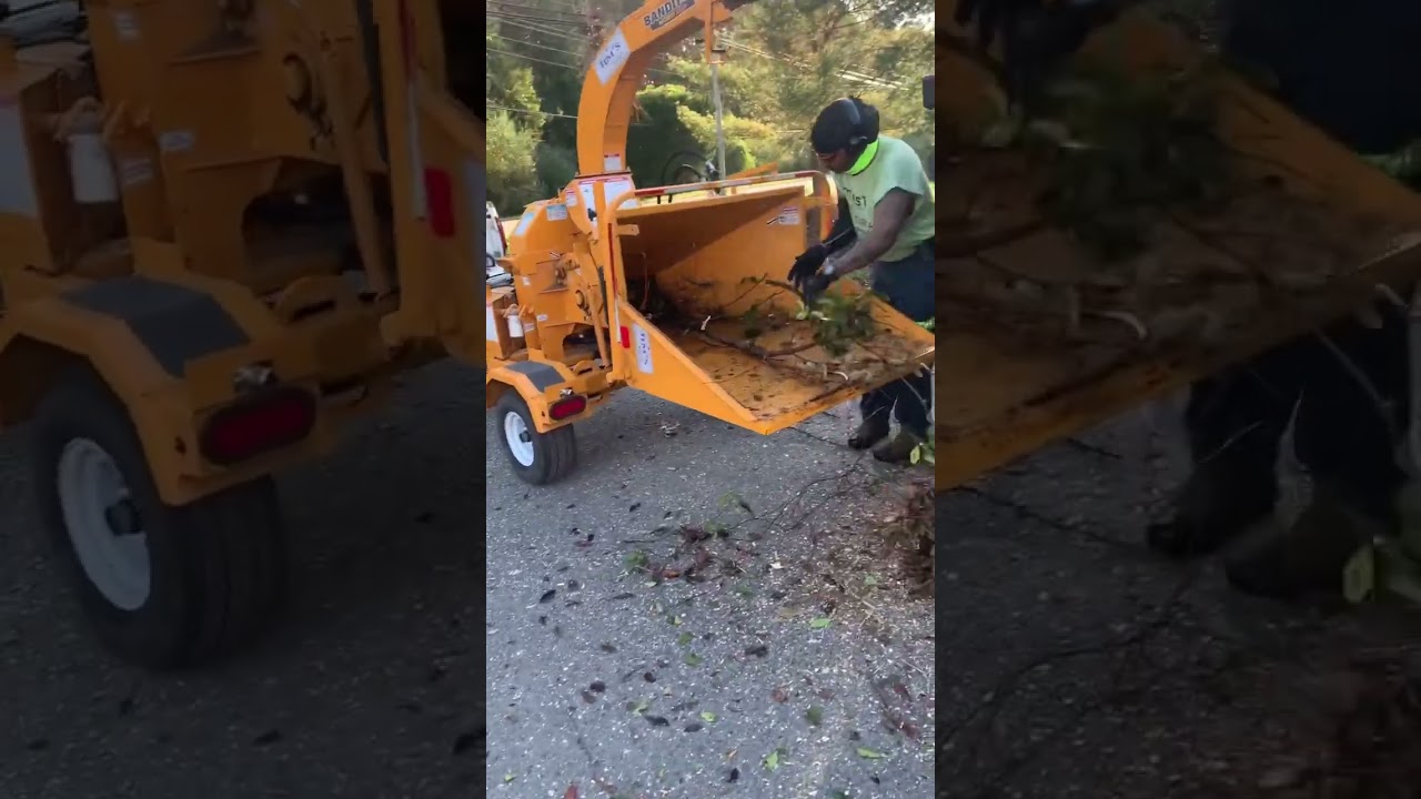 BANDIT 65XP HAND FED CHIPPER IN ACTION #lawn #lawncare #lawnservice