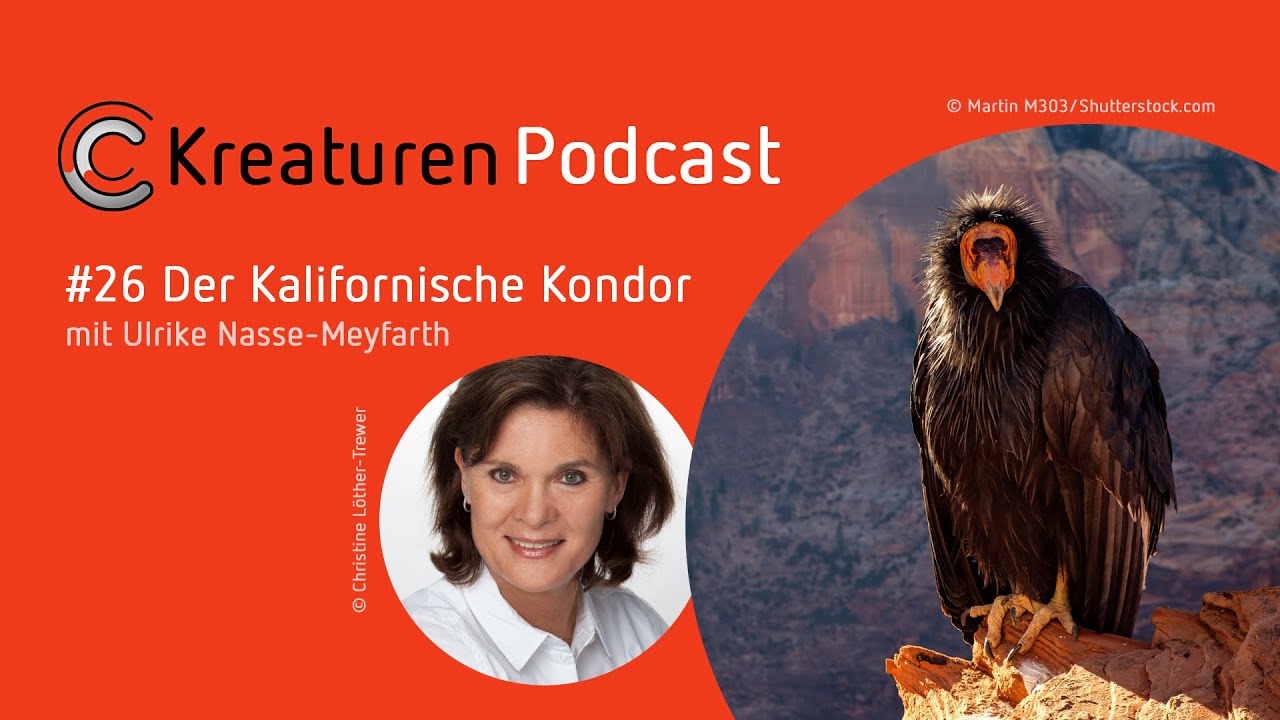 Kreaturen-Podcast – Folge 26: Der Kalifornische Kondor mit Ulrike Nasse-Meyfarth