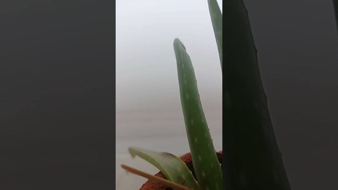 Lahore k fog 