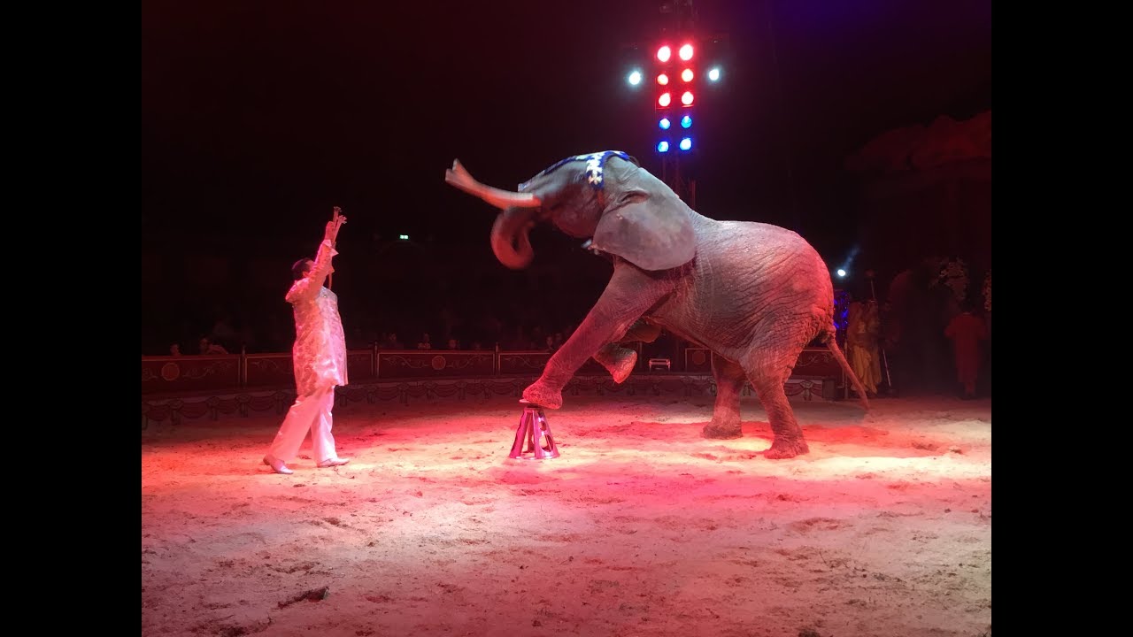Il Circo Medrano a Firenze per le feste natalizie 2018