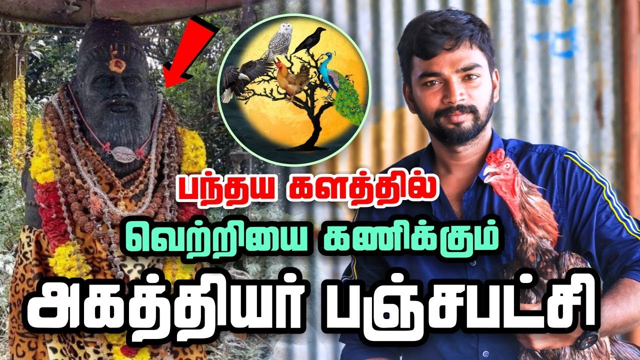 பட்சி ராசி பார்ப்பது ஏன் / அகத்தியர் பஞ்ச பட்சி முக்கியத்துவம் / #sevalkattu