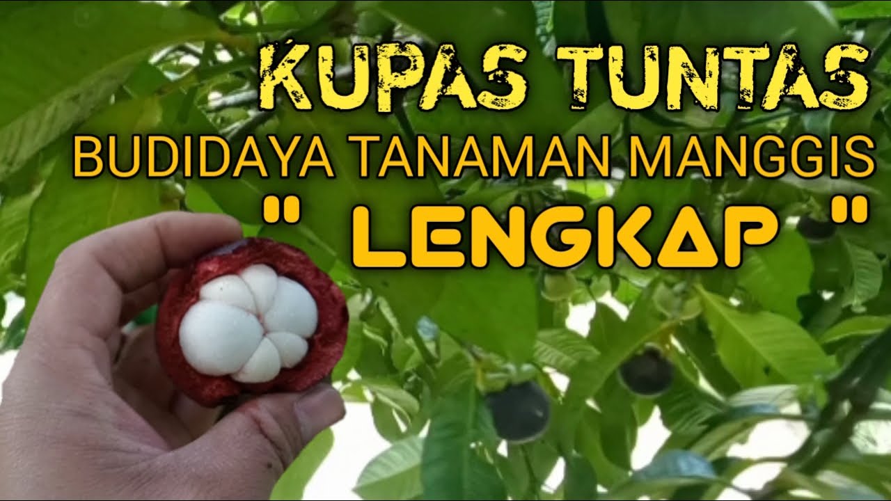 BUDIDAYA TANAMAN MANGGIS || Pengolahan Tanah, Pembibitan dan Pemupukan Tananman Manggis