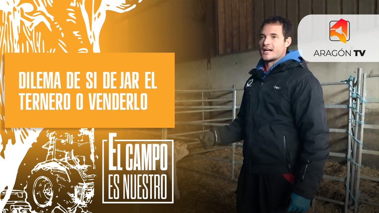 Dilema de si dejar el ternero o venderlo