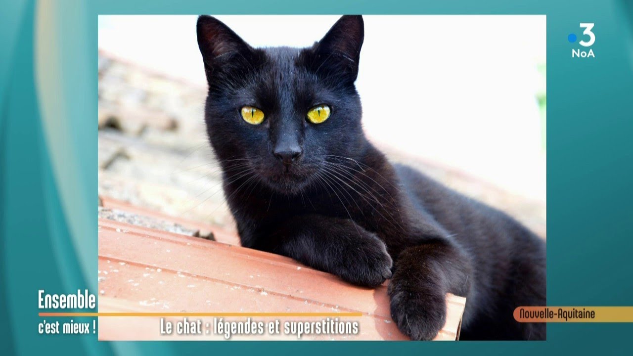 Le chat : ces secrets que vous ne connaissiez pas... Ensemble c'est mieux !