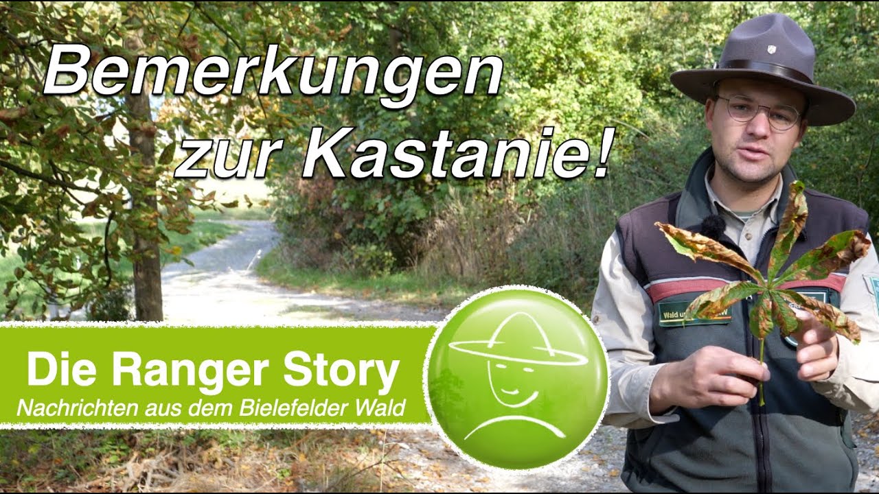 Bemerkungen zur Kastanie!