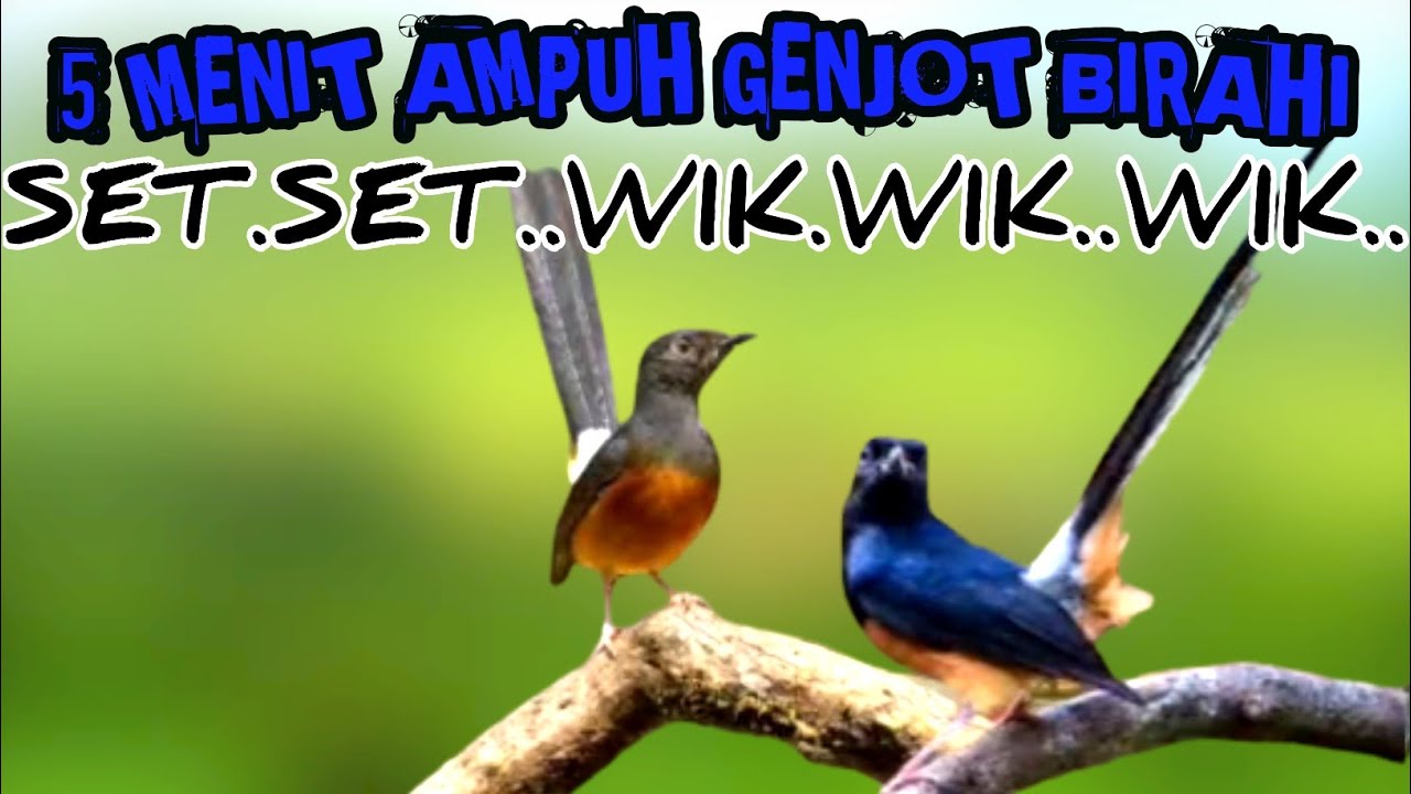 5 MENIT JEBOL BIRAHI MURAI BATU DENGAN PANCINGAN MURAI KAWIN PALING JERNIH