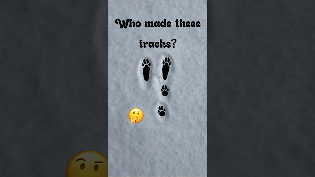 Animal track ID ! 🤔