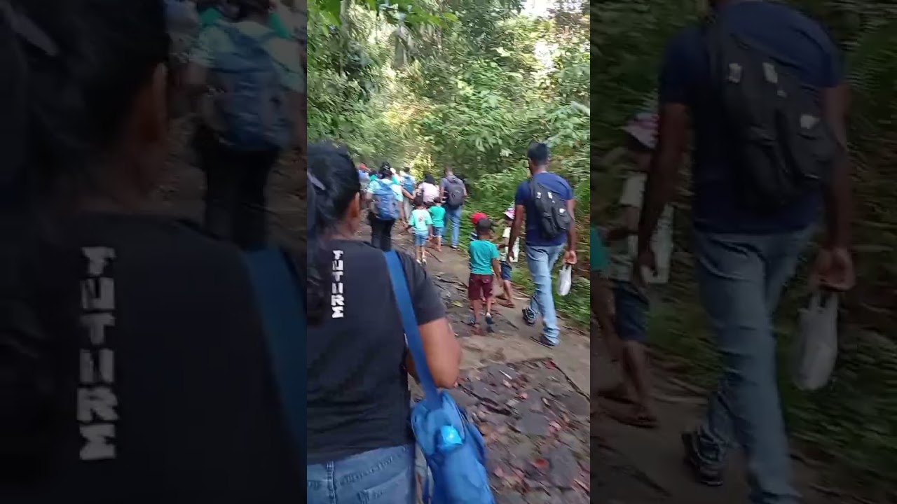 ඒ කාලේ ගිය අඩිපාර දැන් නෑ.#srilanka#sinharajaya#jungle 