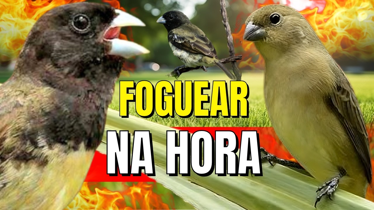 Papa capim siu siu com Fêmea chamando para Esquentar papa capim siu siu e papacapim Canto siusiu