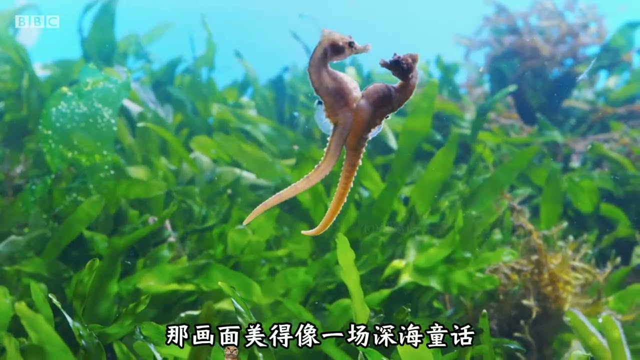 The life cycle of a male seahorse from birth to death it is merely a reproductive machine#