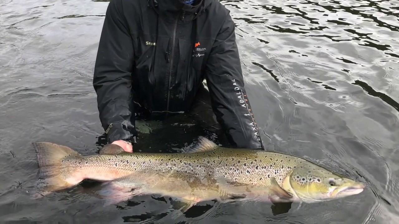 Biggest Icelandic salmon caught in 2018