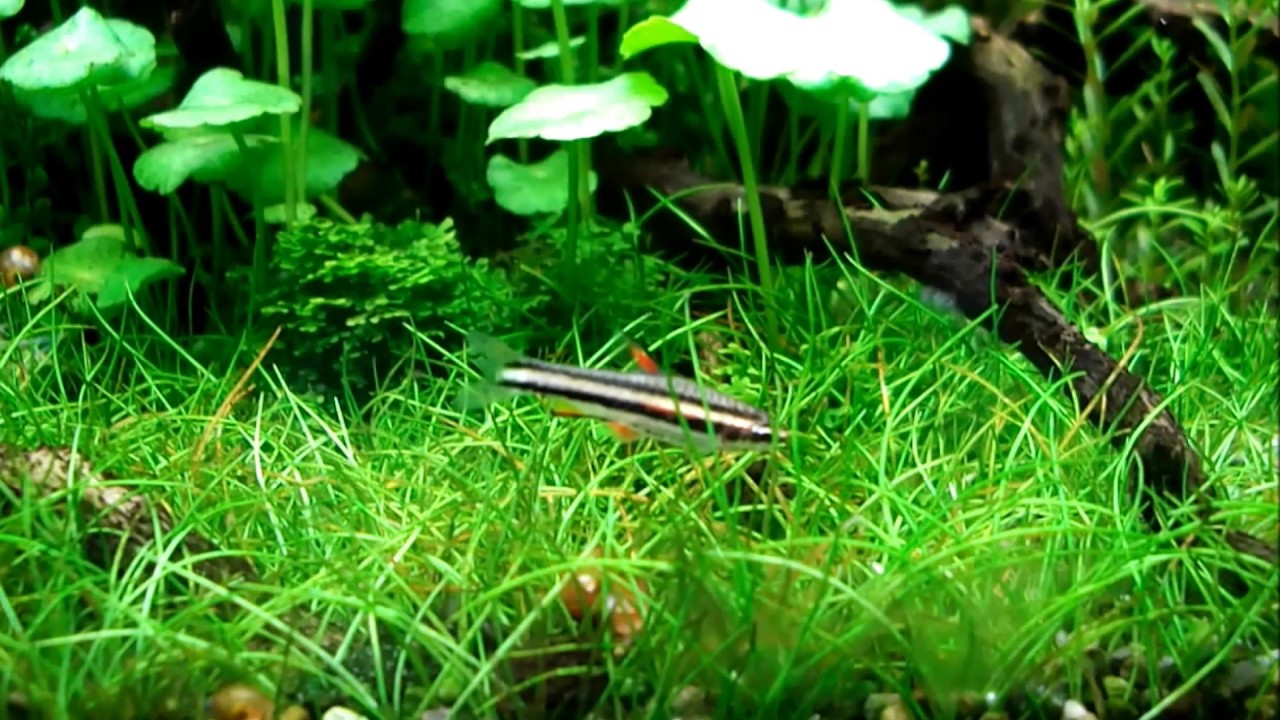 エサ探し中？のマジナータス・ペンシル Nannostomus marginatus