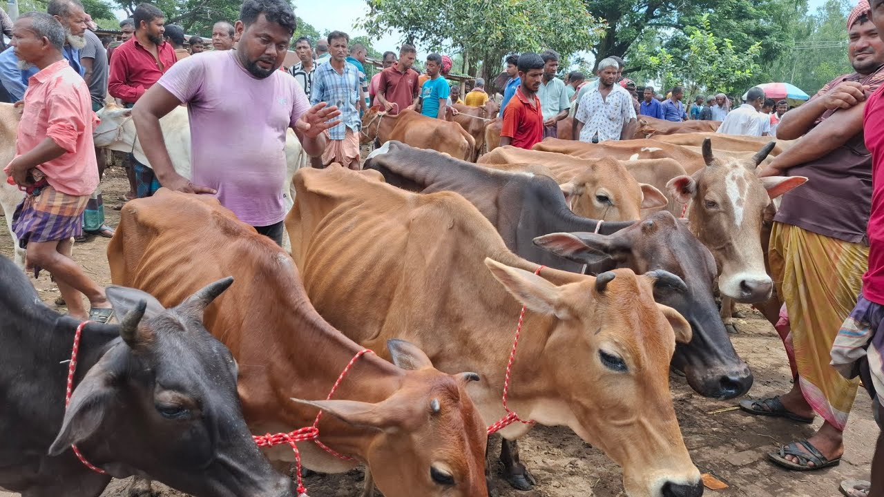 আজ ১৩/৩/২৬ | নোয়াখালীর খামারী কেমন দামে শুকনো হাড্ডিসার গাভী কিনছেন | আমবাড়ী হাট 