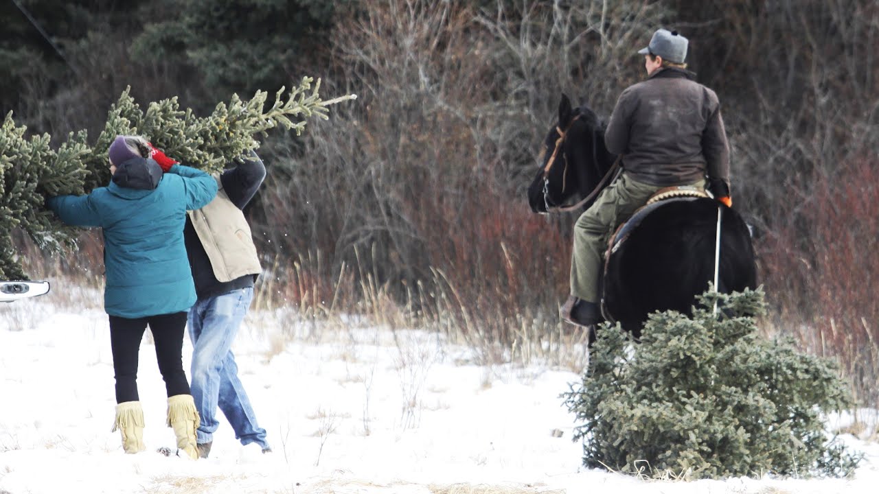 Pulling Trees for Christmas at the Devil's Head Ranch