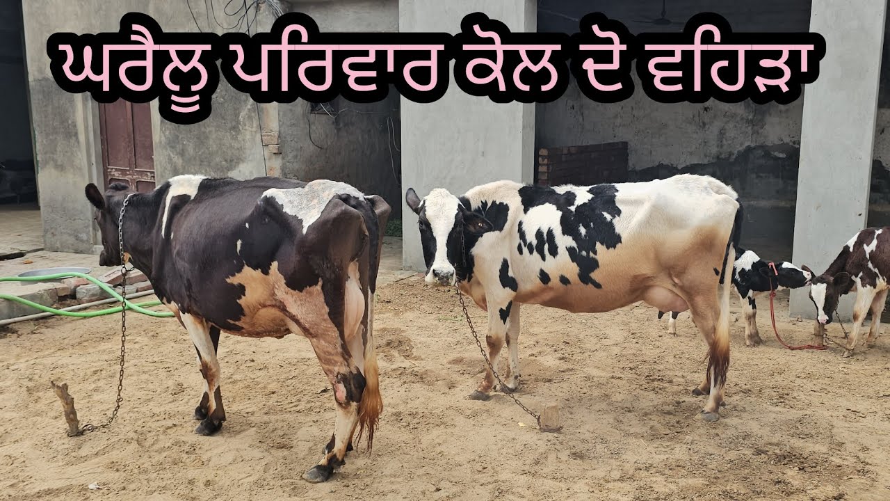 ਨਿਰਵੈਰ ਟੈਲਰ ਕੋਲ ਦੋ ਵਹਿੜਾ ਇੱਕ ਤਾਜੀ ਸੁਈ ਬਿੱਲਕੁੱਲ ਵਾਜਿਬ ਮੁੱਲ ਵਿੱਚ ਆ ਮਿਤੀ 14-3-2026