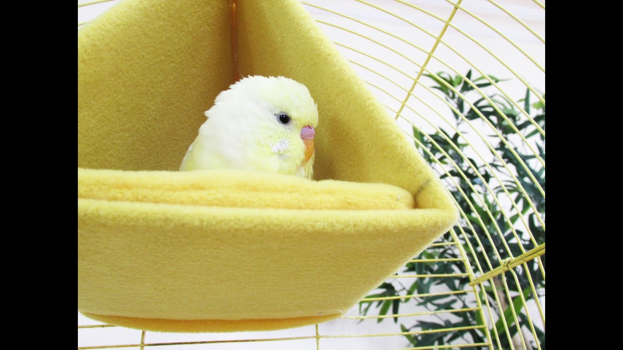 Muhabbet Kuşu Uyku Çadırı Yapımı | Temizlenebilen Model