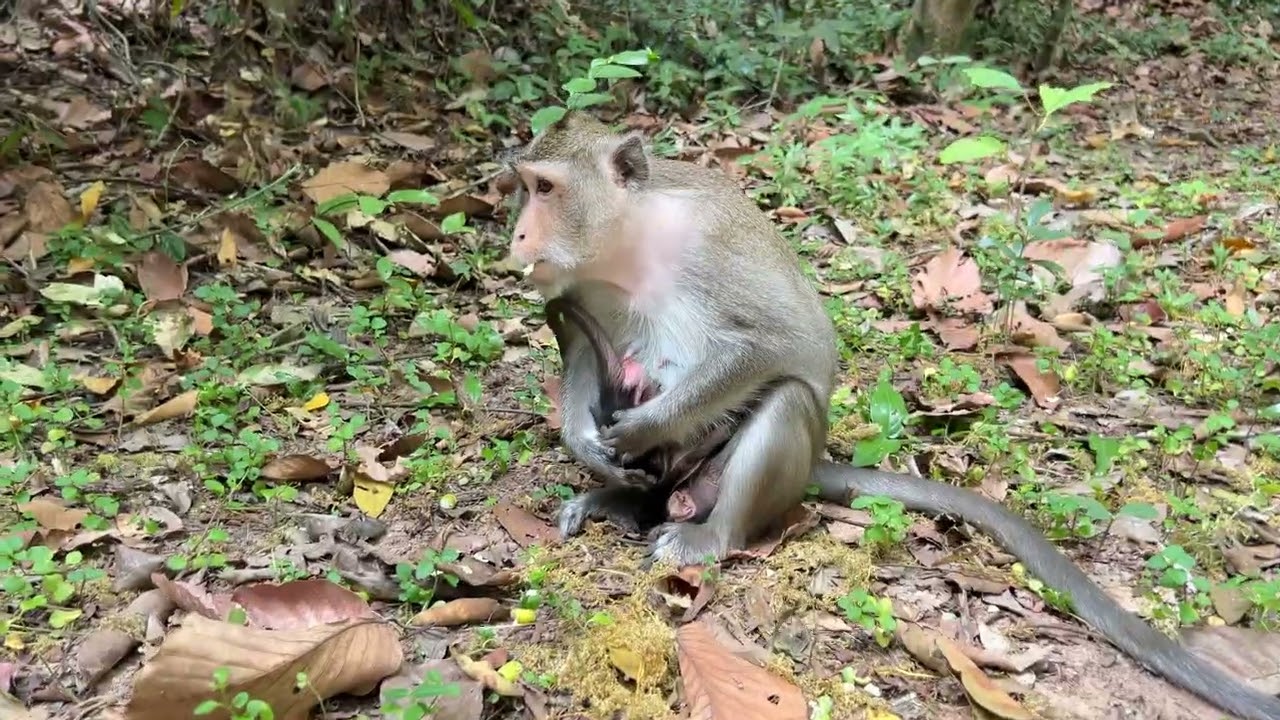 Incredible Story! Beautiful baby Reza is very smart action to play with Tiny newborn Amina