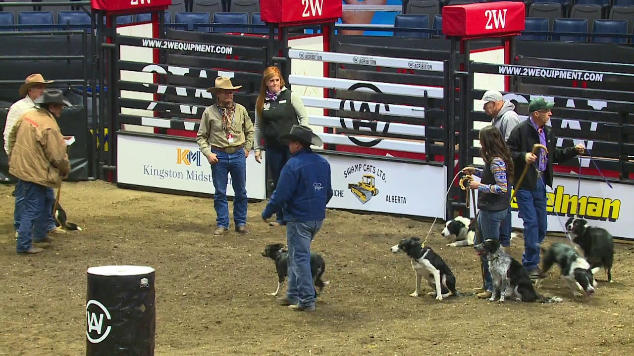 International Stock Dog Championship Trials