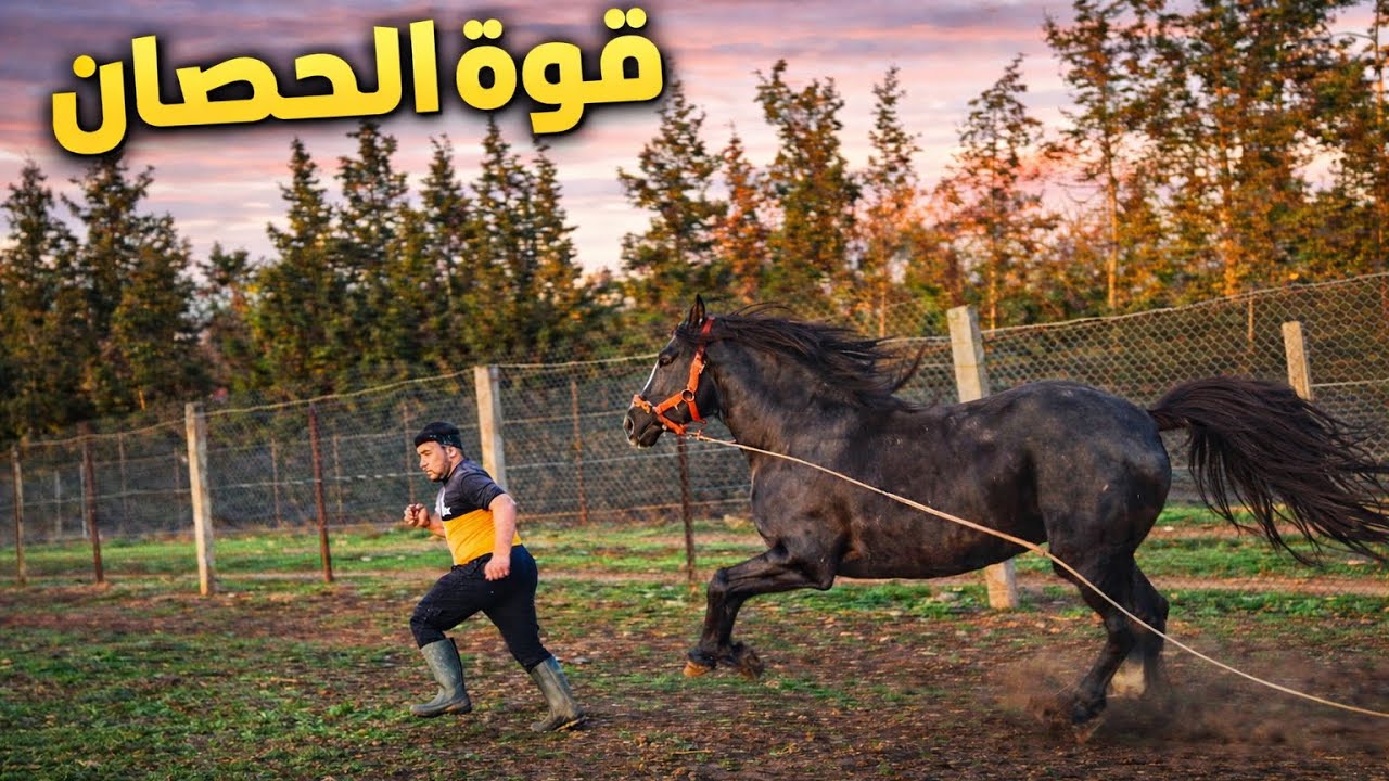 قضينا يوماً رائعاً 🤩في المزرعة مع الخيول 🐎إخراج الخيل وتسريحها ثم غسلها في المزرع