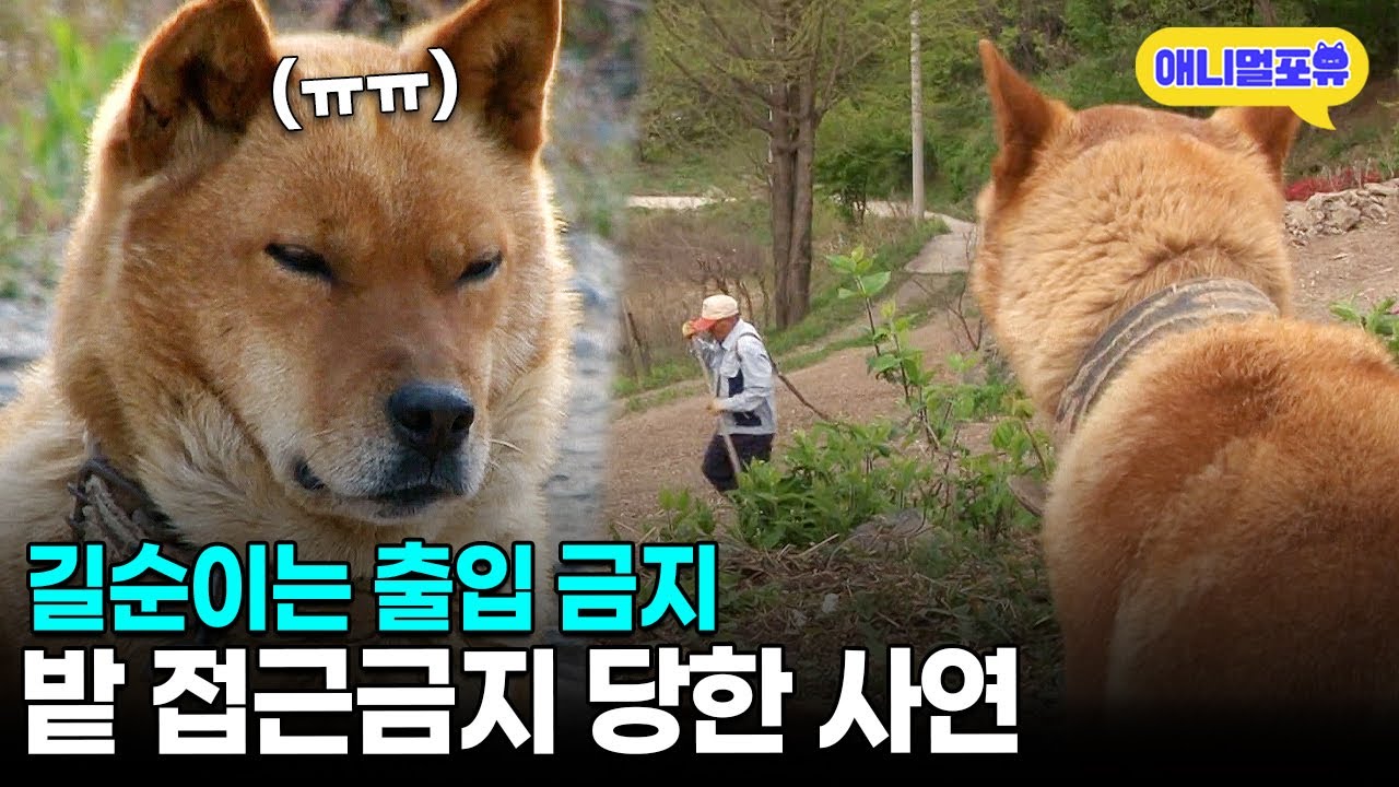 밭 지키는 거 빼고 다 잘하는 길순이ㅋㅋㅋㅣKBS 단짝 150525 방송