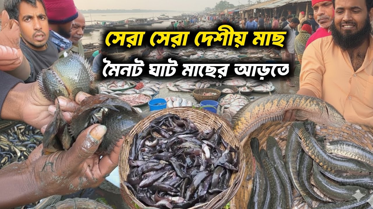 পদ্মার মাছ, এবং বিলের দেশীয় মাছে জমজমাট মৈনট ঘাট। কত সস্তায় বিক্রি হচ্ছে দেখুন। moinot ghat 