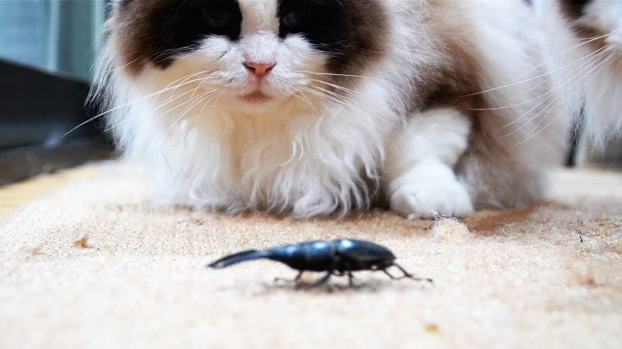 🪲vs.🙀