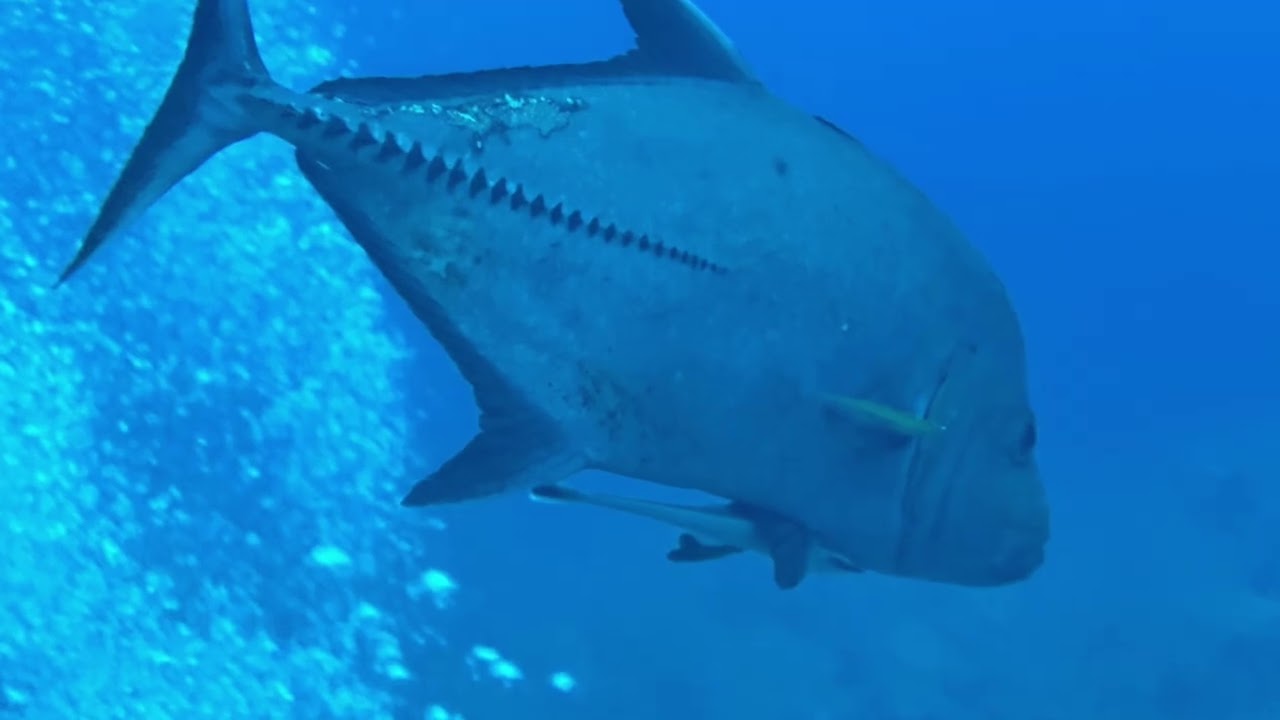 Day 4 Diving in the Exuma Cays Bahamas aboard the Blackbeard’s Liveaboard dive boat