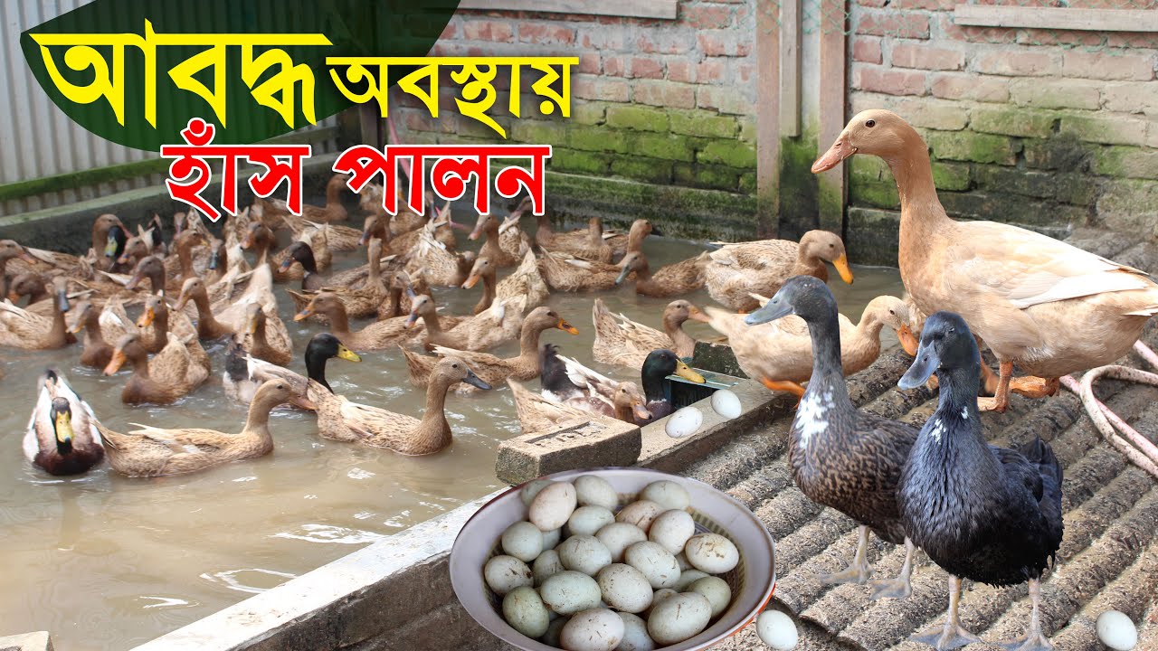 কলেজে পড়াশোনার পাশাপাশি আবদ্ধ অবস্থায় হাঁস পালন | আবদ্ধ পদ্ধতিতে হাঁস পালন | Khaki kembel duck farm