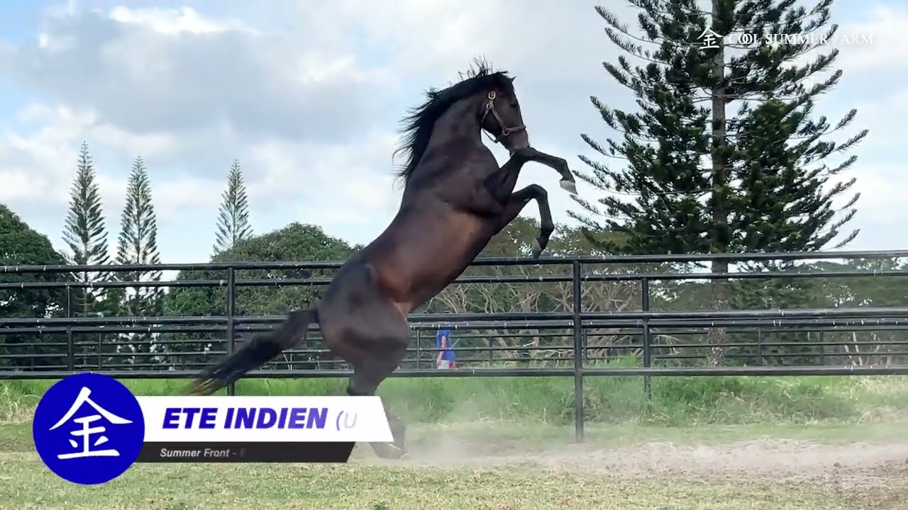 ETE INDIEN (Summer Front-East India, by Mizzen Mast)  COOL SUMMER FARM FEATURED STALLION 2024