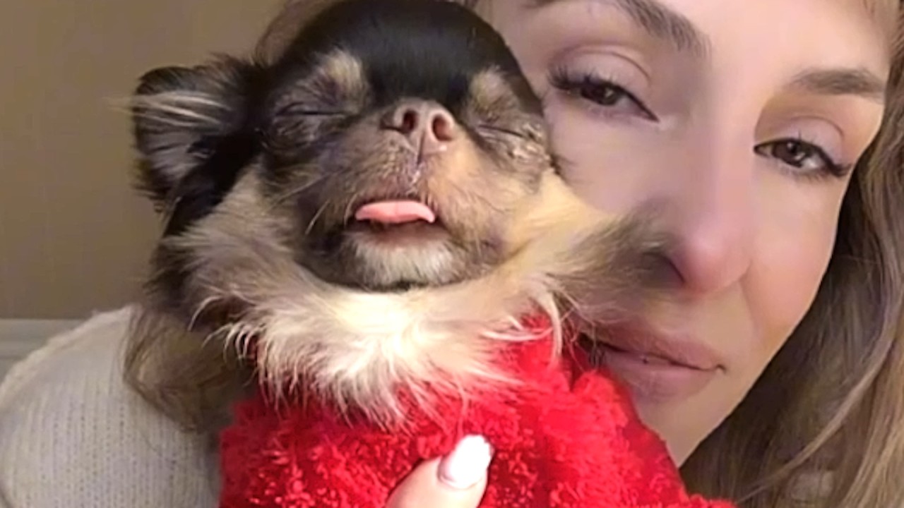 Chihuahua has hilarious reaction when he feels ignored