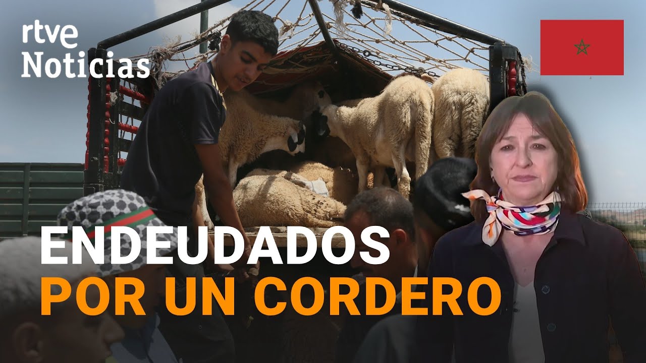 MARRUECOS: Los MUSULMANES celebran la FIESTA del CORDERO, con más de 400.000 IMPORTADOS de ESPAÑA