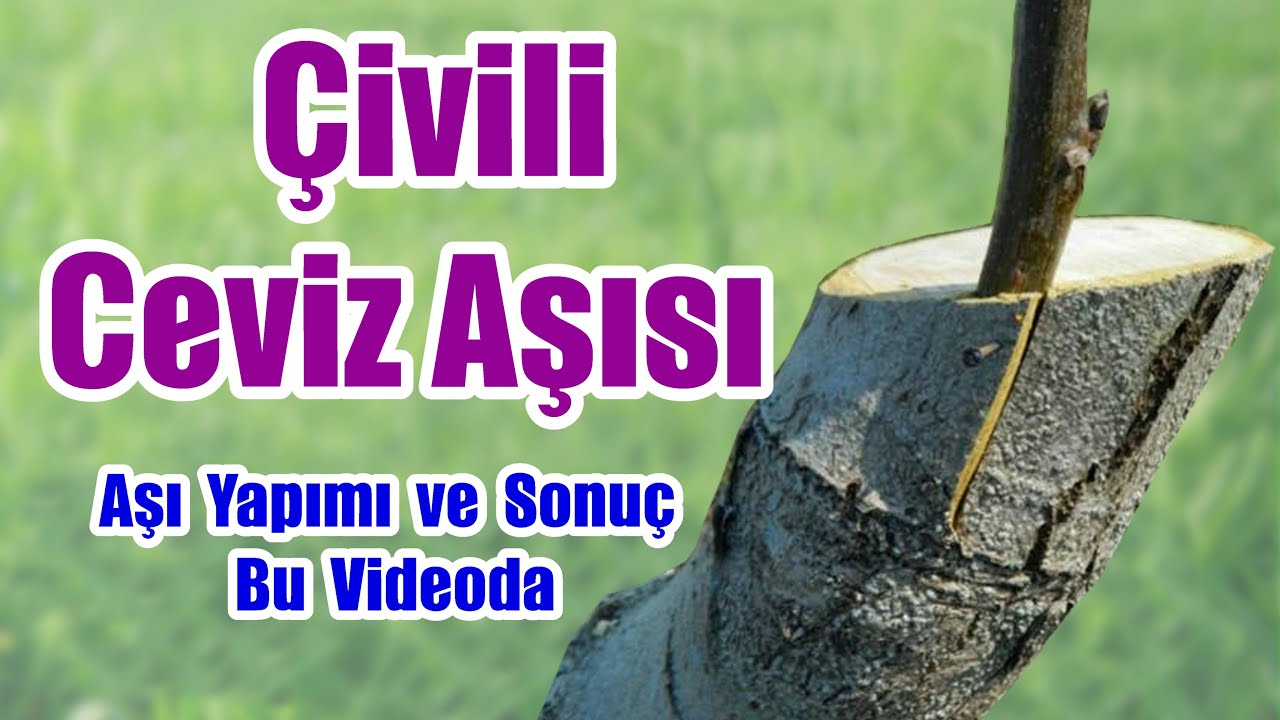 Cevize çivili aşı nasıl yapılır - Ceviz aşılama - Çivili aşı