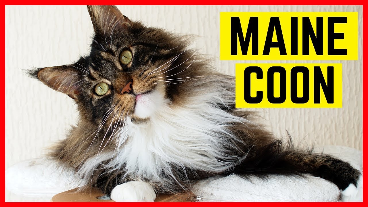 MAINE COON - Charakter und Besonderheiten