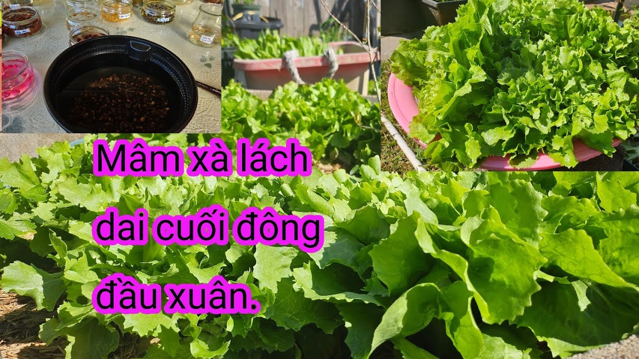 #662:Ra vườn ngâm hạt giống 2026,trồng thêm xà lách và thu hoạch mâm xà lách dai khổng lồ quá xá đã.