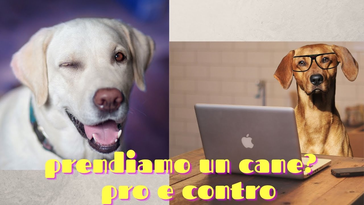 Avere un cane pro e contro