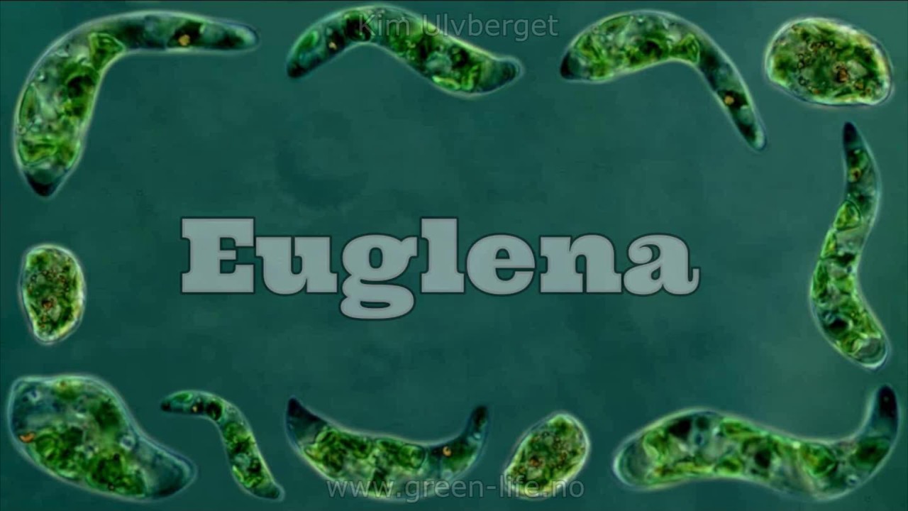 Euglena Under a Microscope - Eukaryota