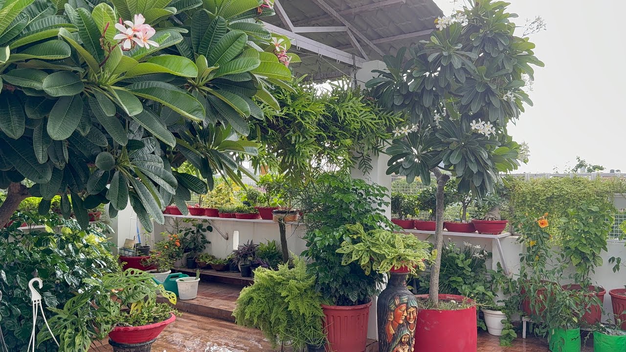 0 Cost Mai tayar karen beautiful garden ||Beautiful Hanging basket garden ||