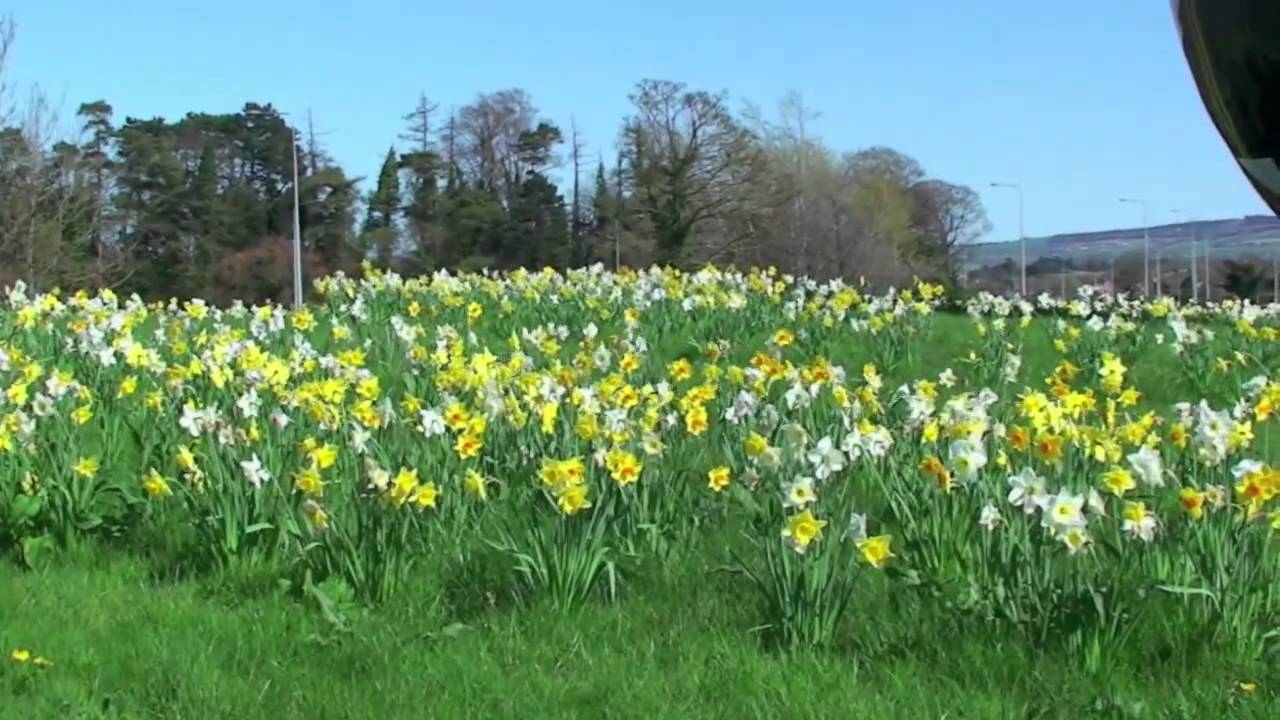 Naas Town, Co. Kildare