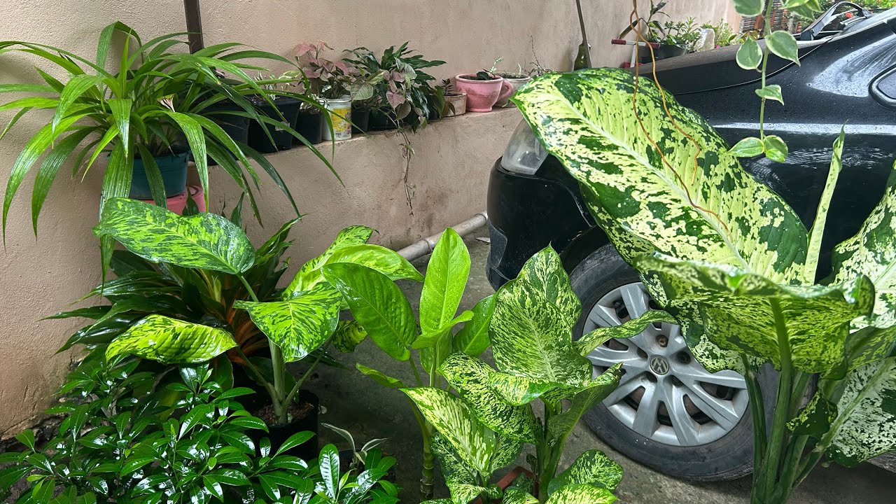 Minhas comigo ninguém pode está um luxo de plantas 🪴plantas fácil de cuidar 🥰