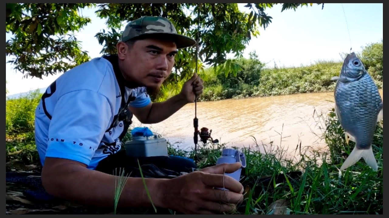 Gasak Mengai Lampam Sungai Projek Takdan Bubuh Umpan Dah Makan Teknik Tabur Dedak & Palatesin s452