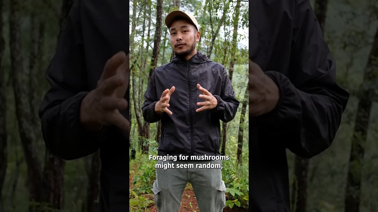 Foraging wild #mushrooms responsibly